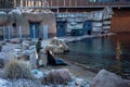 Zookeeper feeding african fur seals in the zoo.